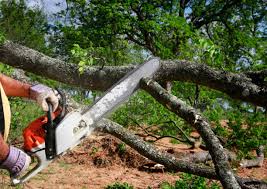 Best Leaf Removal  in Gruver, TX